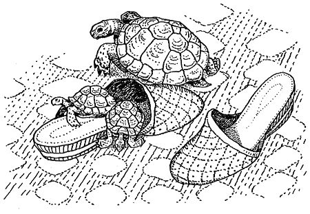 Дорин Тови - Появление Сесса