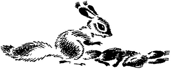 Софья Радзиевская - Лесная быль. Рассказы и повести