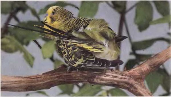 Иммануэль Бирмелин - Волнистые попугаи