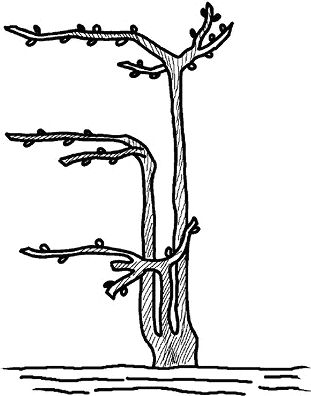 Николай Анисимов - Умный виноградник без хлопот