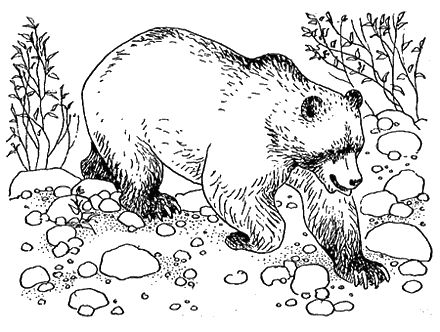 Дорин Тови - Появление Сесса