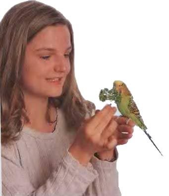 Иммануэль Бирмелин - Волнистые попугаи