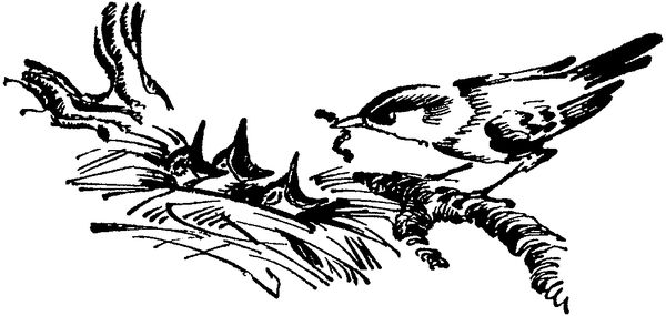 Софья Радзиевская - Лесная быль. Рассказы и повести