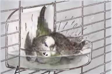 Иммануэль Бирмелин - Волнистые попугаи