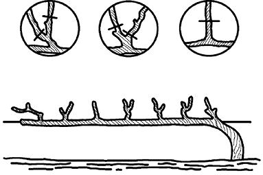 Николай Анисимов - Умный виноградник без хлопот