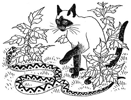 Дорин Тови - Появление Сесса