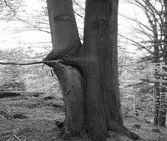 Павел Тюрин - Legenda о "писающем британце"