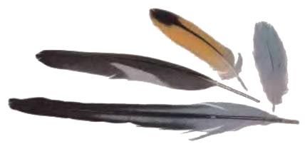 Иммануэль Бирмелин - Волнистые попугаи