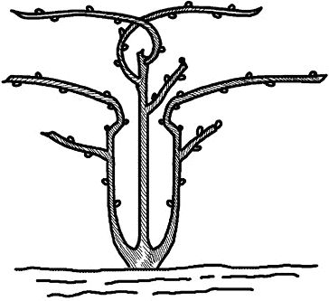 Николай Анисимов - Умный виноградник без хлопот