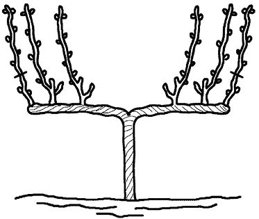 Николай Анисимов - Умный виноградник без хлопот