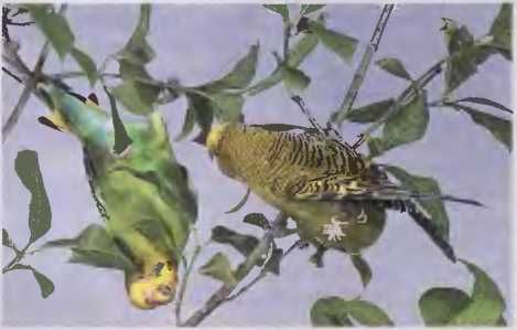 Иммануэль Бирмелин - Волнистые попугаи