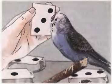 Иммануэль Бирмелин - Волнистые попугаи