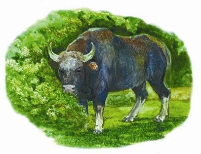 Юлия Рычкова - Вымершие животные