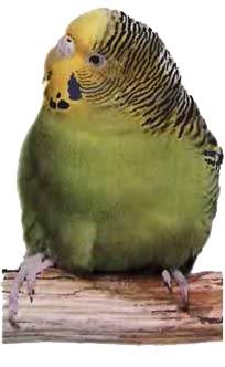 Иммануэль Бирмелин - Волнистые попугаи