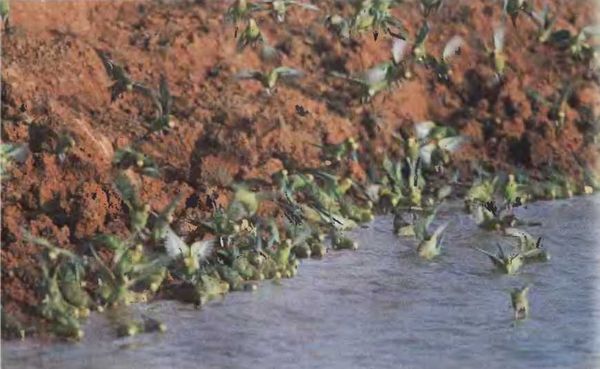 Иммануэль Бирмелин - Волнистые попугаи