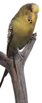 Иммануэль Бирмелин - Волнистые попугаи