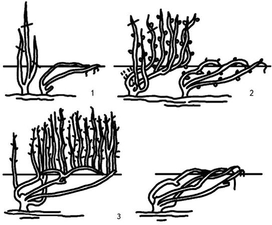 Николай Анисимов - Умный виноградник без хлопот