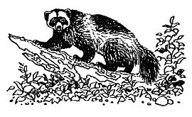 Дорин Тови - Появление Сесса