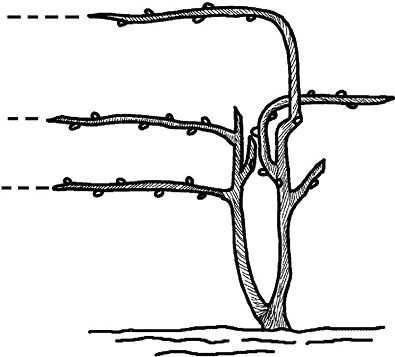 Николай Анисимов - Умный виноградник без хлопот