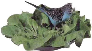 Иммануэль Бирмелин - Волнистые попугаи