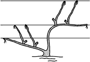 Николай Анисимов - Умный виноградник без хлопот