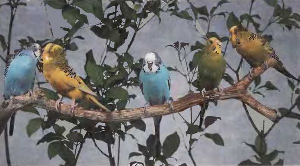 Иммануэль Бирмелин - Волнистые попугаи