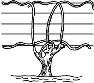 Николай Анисимов - Умный виноградник без хлопот