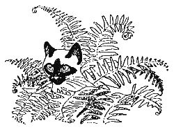 Дорин Тови - Появление Сесса