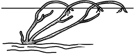 Николай Анисимов - Умный виноградник без хлопот