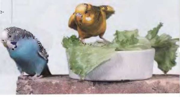 Иммануэль Бирмелин - Волнистые попугаи