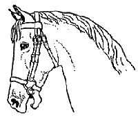 Дорин Тови - Появление Сесса