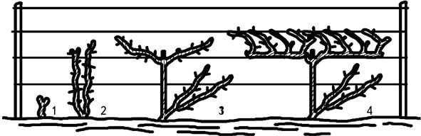 Николай Анисимов - Умный виноградник без хлопот