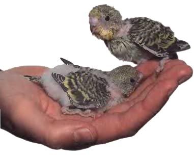 Иммануэль Бирмелин - Волнистые попугаи