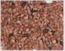 Иммануэль Бирмелин - Волнистые попугаи