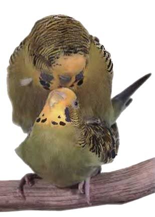 Иммануэль Бирмелин - Волнистые попугаи