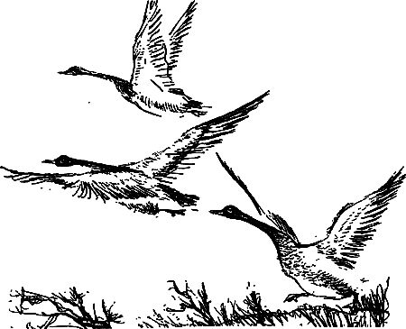 Сергей Покровский, Александр Линевский и др. - Жертвы дракона