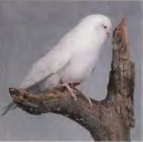 Иммануэль Бирмелин - Волнистые попугаи