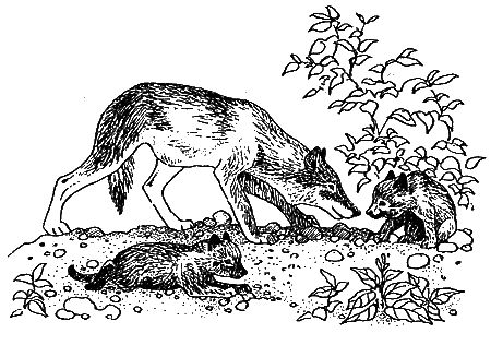 Дорин Тови - Появление Сесса