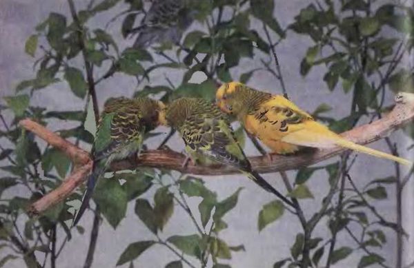 Иммануэль Бирмелин - Волнистые попугаи