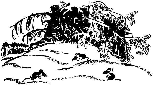 Софья Радзиевская - Лесная быль. Рассказы и повести