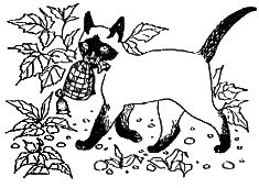 Дорин Тови - Появление Сесса