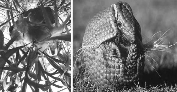 Павел Тюрин - Legenda о "писающем британце"