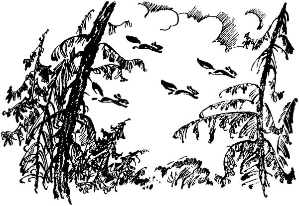 Софья Радзиевская - Лесная быль. Рассказы и повести