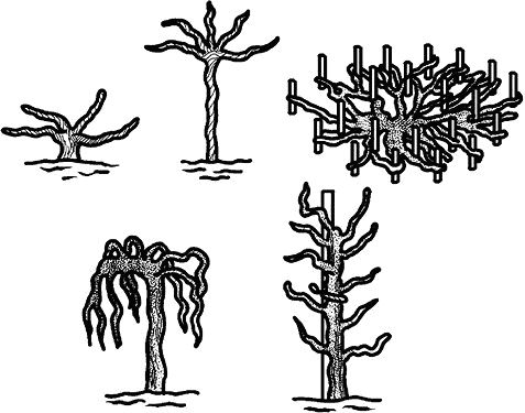Николай Анисимов - Умный виноградник без хлопот