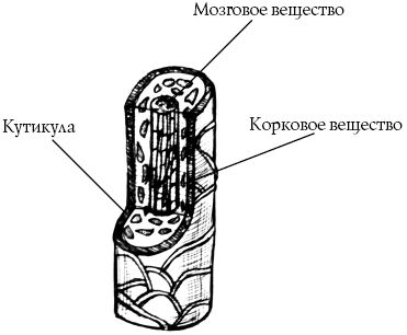 Наталья Шешко, Людмила Ивлева - Профессия парикмахер. Учебное пособие