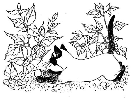 Дорин Тови - Появление Сесса