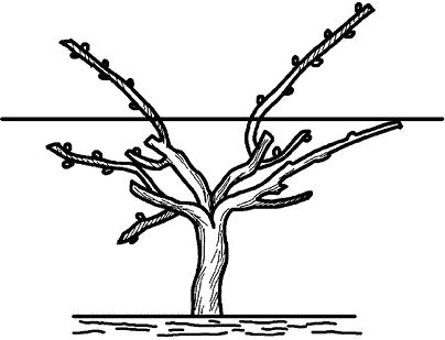 Николай Анисимов - Умный виноградник без хлопот