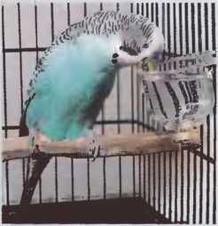 Иммануэль Бирмелин - Волнистые попугаи