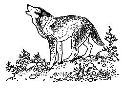 Дорин Тови - Появление Сесса