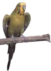 Иммануэль Бирмелин - Волнистые попугаи